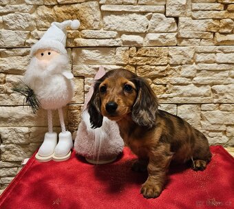 Jezevčík dlouhosrstý králičí s PP