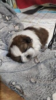 Prodám štěňátko Shih tzu