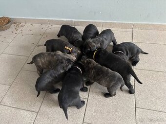 Stafordšírský bulteriér