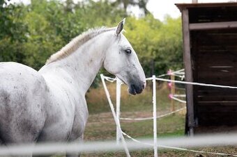 Lipicán k pronájmu s možností pozdějšího odkupu