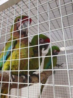 Prodám ara vojenský, bolivijský