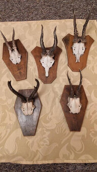 Srnčí paroží - lovecké trofeje (5 ks)