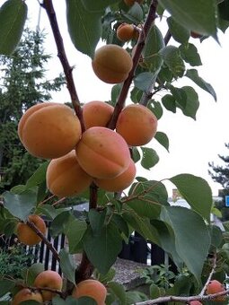 Meruňka BERGEVAL  COOLGAT a CONGAT Aramis podnož Wavit   850