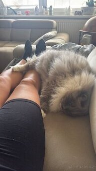Ragdoll kocour a kočka