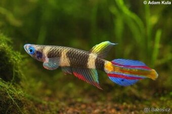 Epiplatys annulatus , panchax prstencový, halančík