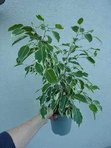 Fikus benjamin žíhaný panašovaný - pokojová rostlina