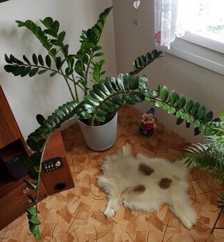 Velký Zamioculcas - 1