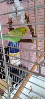 Andulka s kleci
