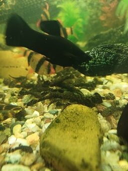 Ancistrus