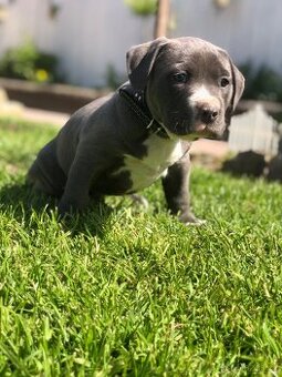 American bully