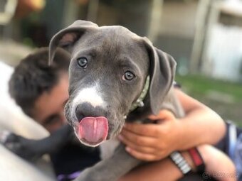American bully