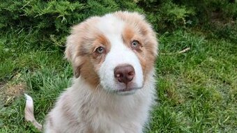 Australský ovčák s PP - red merle
