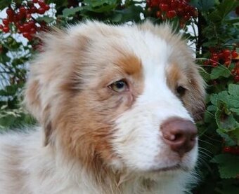 Australský ovčák s PP - red merle