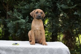 Rhodéský ridgeback s PP standartni fenka 💛💛💛