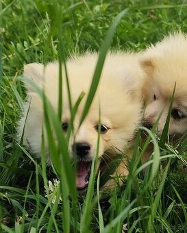 Špic pomeranian štěňátka