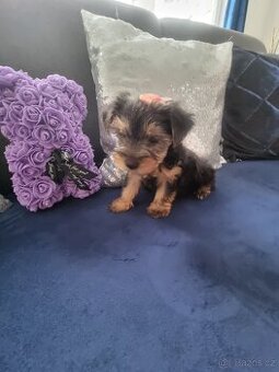 Štěně yorkshire terrier mini