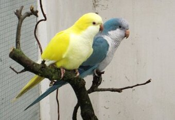 Mníšek šedý lutino