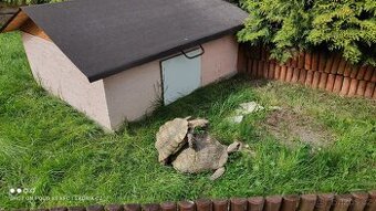 Želva pardálí, samec