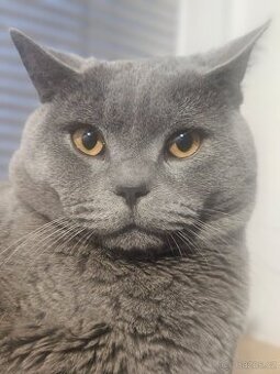 Britský modrý kocour ke krytí