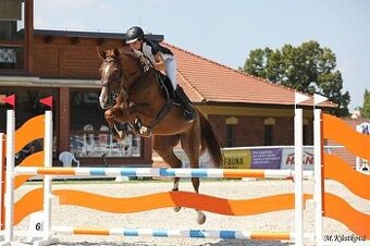 Chovná klisna s vynikajícím původem a sportovní výkonností