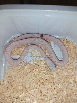 Užovka Červená Palmetto letošní mláďata