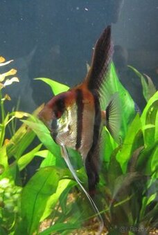 Metronidazol-roztok pro akvarijní ryby-na hlístice,bičíkovce