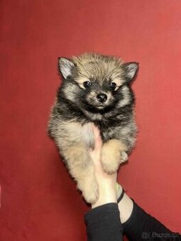Pomerian,Pomeranian,Pomík -Mini BOO