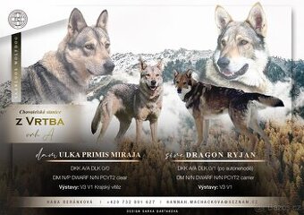 Saarloosův vlčák - Saarloos wolfdog - 1