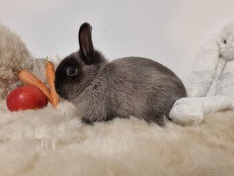 Zakrslý králíček