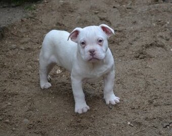 American bully pocket / standard