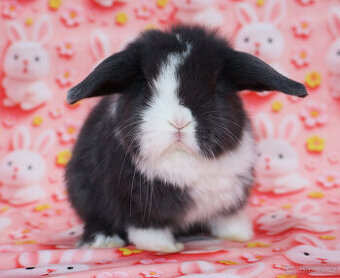 Zakrslý modrooký beránek - samička .