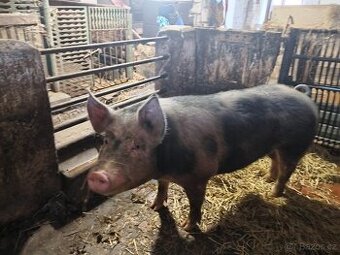 Prodam prase