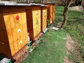 Vyzimovaná včelstva