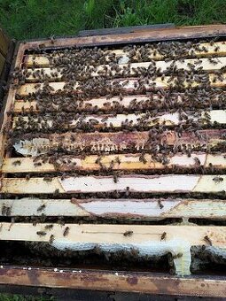 Vyzimovaná včelstva