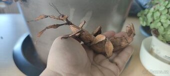 Strašilka australská