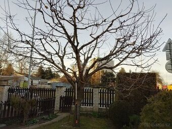 Odborný prořez ovocných stromů a sadů