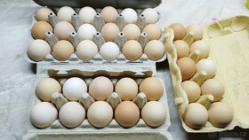 Prodej domácích vajec