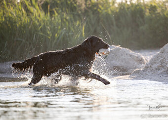 Na prodej štěňátka Flat Coated Retrievera s PP