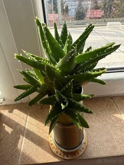 Aloe nobilis