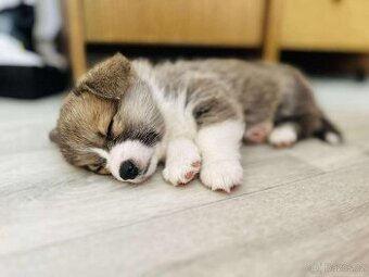 Welsh corgi Pembroke s PP
