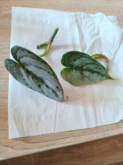 Philodendron brandtianum