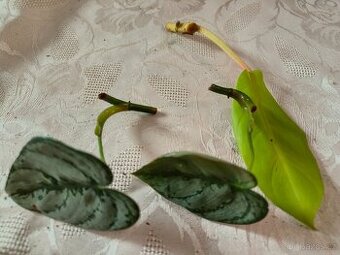 Philodendron 2 druhy Brandtianum, Malay gold