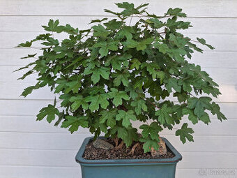 9-bonsaj-Javor polní, babyka (Acer campestre)
