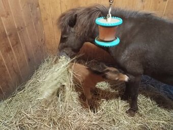 Hřebeček minihorse