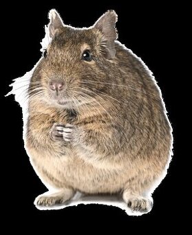 Daruji Osmáky Degu samci