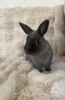 Zakrslý králíček - Teddy