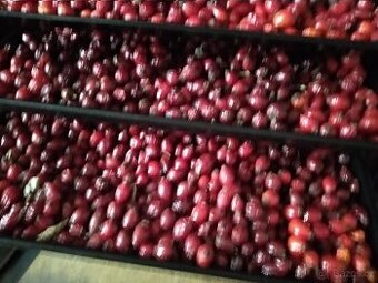 Prodám sušené šipky, lipový květ,....