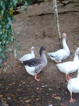 Prodám husy