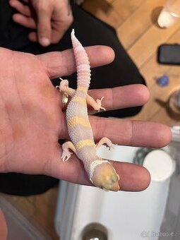 Samička gekončíka nočního