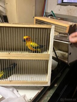 Aratinga zlatohlavý